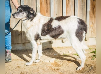 Oriol, Mix Schnauzer / Podengo, lieb und verträglich