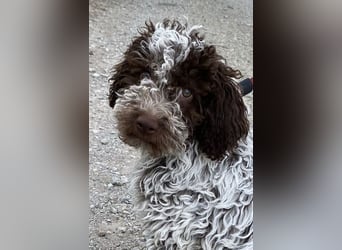Lagotto Romagnolo / Wasserhund/ Trüffel Suchhund