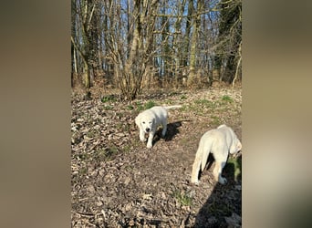Zwei Schneeweiße Labrador Rüden suchen noch ein tolles Zuhause mit Ahnentafel