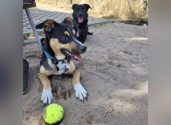 Spikey sucht dringend ein neues Zuhause