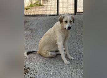 Zuna Mischlingshündin ca. 1 Jahr alt in Griechenland