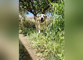 Ruhiger und gelassener Junghund WILLY (2 Jahre) sucht eine Familie