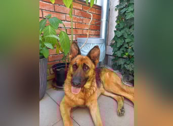 Molly sucht ein liebevolles Zuhause