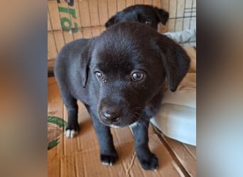 Mily- Kokoni-Mix Mädchen sucht Familie
