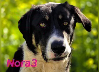 Nora3 01/2024 (ESP) - vertrauensvolle, aufgeschlossene und sehr soziale Mastín Español Hündin!