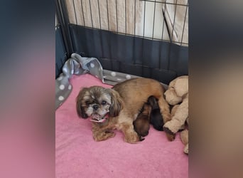 Unsere reinrassige Shih Tzu Hündin Sky sucht ab mitte Mai noch ihr neues Zuhause