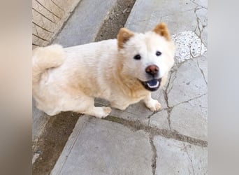Chow-Chow Mädchen *Natascha* sucht das richtige Zuhause