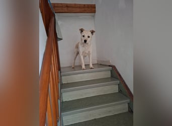Latte sucht noch immer ein zu Hause