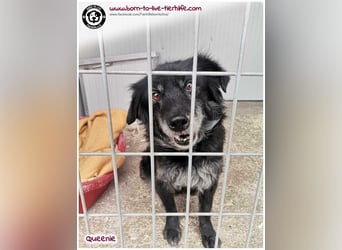 Freundliche QUEENIE sucht ein liebes Zuhause