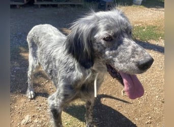 Nadine-liebe, verträgliche Setter-Mix-Hündin sucht ihre Familie