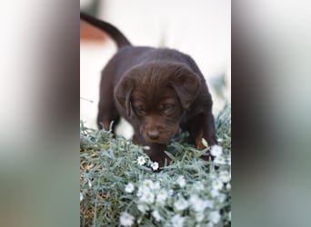 Aussiedor Aussiedorwelpe Welpe Australien Shepherd x Labrador