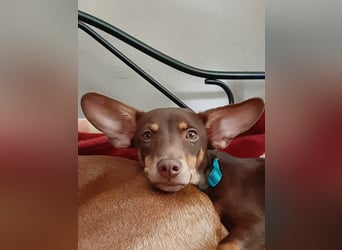 Pino, ein zarter freundlicher Bub