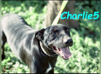 Charlie5 10/2021 (ESP) - verspielter und neugieriger Podenco-Mix hat Lebensfreude im Gepäck!