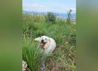Mr. White: Ein liebevoller XXL-Teddybär sucht ein Zuhause zum Kuscheln