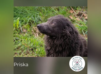 Priska: Für Menschen mit Herz und Hundeverstand