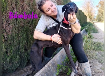Bámbola 02/2023 (in Deutschland) - liebevolle, entspannte und freundliche Galga!
