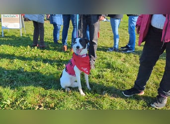 Junghündin Cora, 1Jahr, auf der Suche nach ihren Menschen