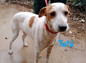 Tutú 08/2023 (ESP) - entspannter, verschmuster und ruhiger Bodeguero Mischling!