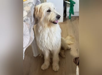 Lola, eine zauberhafte Hündin