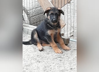 Wunderschöne Schäferhundwelpen  suchen Ende Juni ein schönes zu Hause1