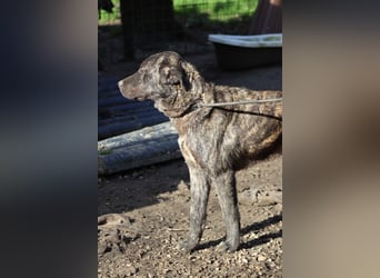 Jackpot - ein majestätischer Doggen-Mix sucht sein Königreich