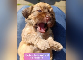 Bildschöne schoko Havapoos in verschiedenen Farben