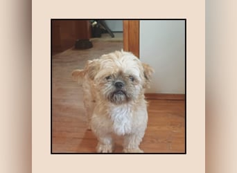Shih Tzu Fan`s aufgepasst: hier kommt der anhängliche u. katzenverträgliche LEO! MIT VIDEO!