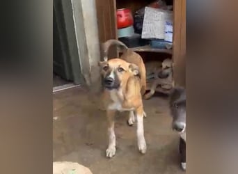 ⭐️KIMBA⭐️, Hündin, 2 Jahre, 45cm, Mischling, Tierschutz