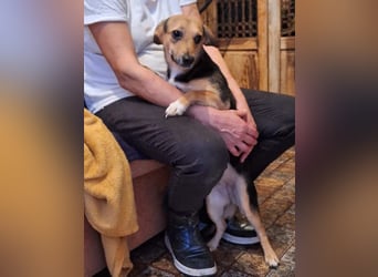 ⭐️MISSY⭐️, Hündin, 2,5 Jahre, 31 cm, Mischling, Tierschutz