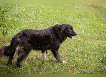 FRIEDA – sanfte Hündin sucht ihr ruhiges Zuhause