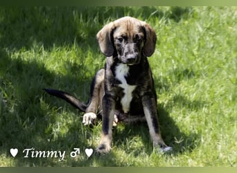 Timmy, Adam und Ajax suchen ein Zuhause