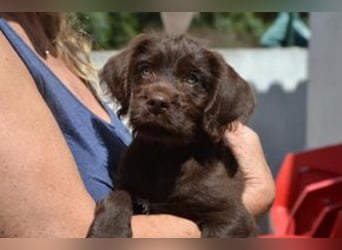 Lollo, ein fröhliches Hundekind auf Entdeckungsreise