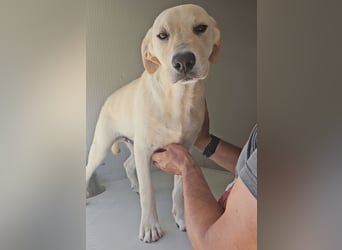 Diego: aufgeweckter Labrador-Welpe sucht Dich!