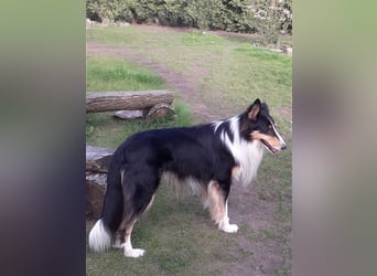 Colliejungs (altschottische Linie), 8 Monate alt suchen liebevolles Fürimmerzuhause