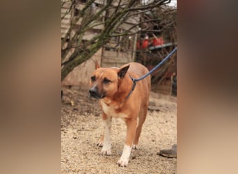 Dingo VA - Langzeitinsasse wartet auf sein Happy-End