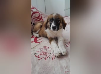 ❤️ Santi – eine kleine Kämpferin auf der Suche nach einem Zuhause voller Liebe!