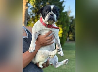 ROSI französische Bulldogge