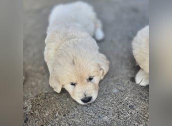1 Golden Retriever Rüde sucht..