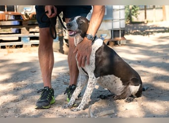 Casimo, Mix Labrador / Pointer, lieb und sozial