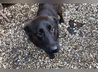 Mateo: sucht Geborgenheit