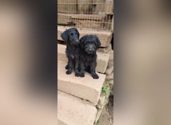 2 putzmuntere Aussiedoodles