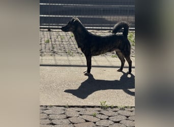 Lui - kleiner Hund mit großem Herz sucht 2te Chance