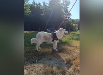 süße Retriever Mischlings Hündin Sally sucht ihre Menschen