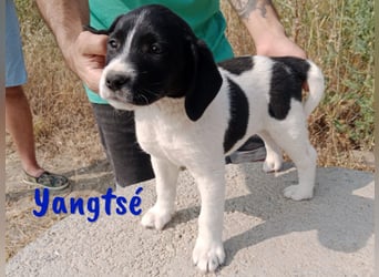 Yangtsé geb. 03/2025 (ESP) - freundlicher Labrador-Mix Welpe!
