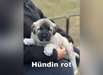 Kangal-Welpen suchen liebevolles Zuhause