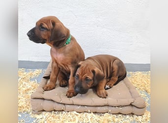 Rhodesian Ridgeback Welpen