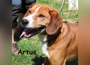 Artus - cooler, hübscher Rüde hält Ausschau nach seinen Menschen