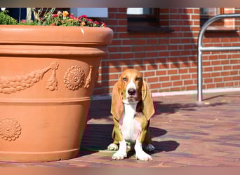 Der zauberhafte Vasko, ein reinrassige Basset Artesien Normand sucht ein neues Zuhause. Eine seltene