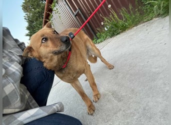 Fanny, 1,5 Jahre, 50cm sucht tierliebe Menschen