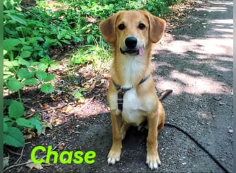 Chase 03/2024 (in Deutschland) - neugieriger und sportlicher Junghund!